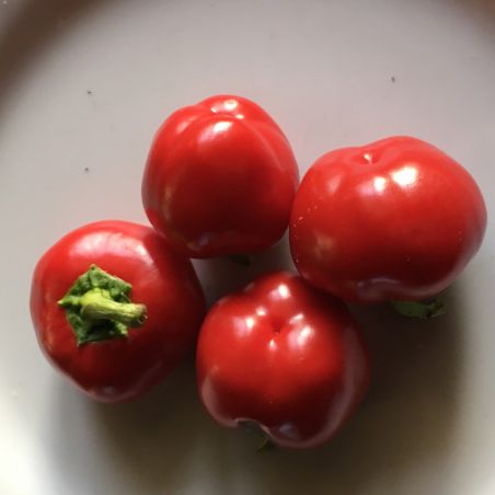 Poivron MINI BELL RED. variété naine adaptée à la culture en pot. Semences BIO