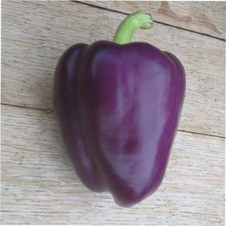 Poivron VIOLETTA. Variété très parfumée. Semences certifiée BIO