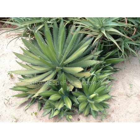 Agave HORRIDA