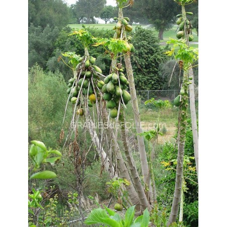 PAPAYER – Carica Papaya