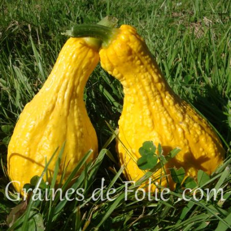 Courgette Coutors crookneck semences anciennes variétés oubliées