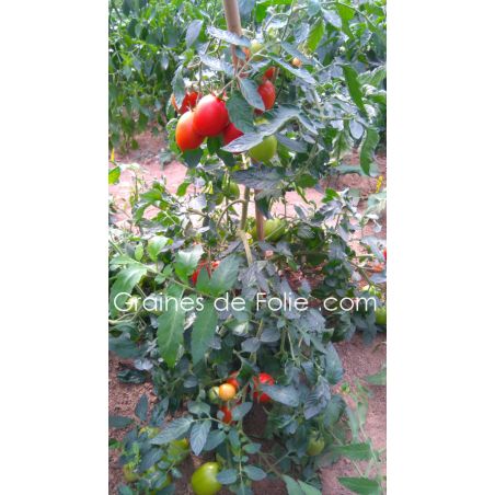 Tomate Rio Grande variété idéale pour sauce et conserve semences non OGM