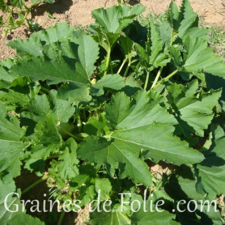 Courgette Ronde de Nice semences certifiées Agriculture Biologique variété ancienne très productive