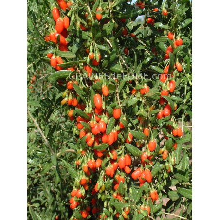 Graines de GOJI - Lycium Barbarum seeds