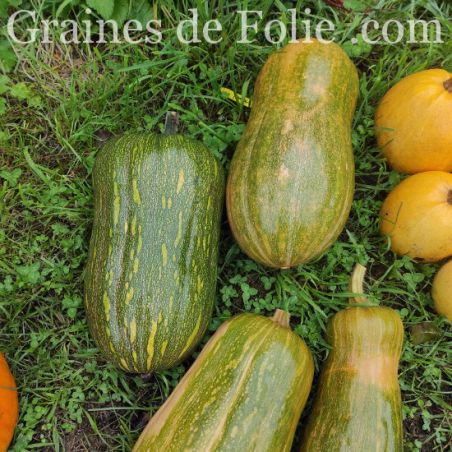  Potiron Menina graines semences anciennes