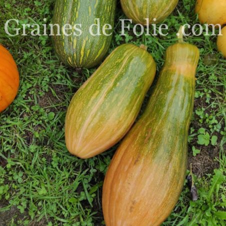  Potiron Menina GRAINES de FOLIE 