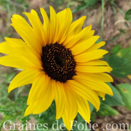 TOURNESOL DOMINO graines semences fleurs