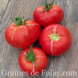 Bio TOMATE POTIRON ECARLATE GRAINES de FOLIE 