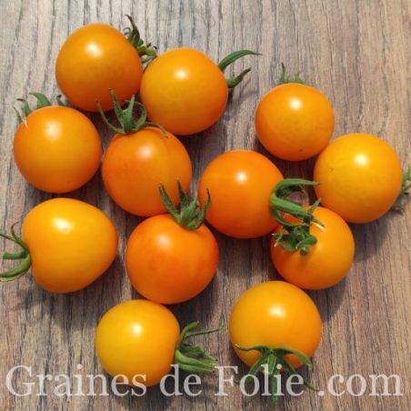 TOMATE JAUNE GOLDENE KONIGIN GRAINES de FOLIE semences anciennes