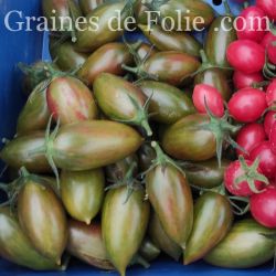 Bio Tomate Lucky Tiger GRAINES de FOLIE 