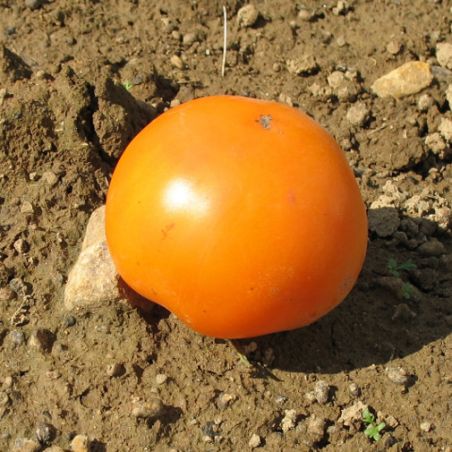 BIO Tomate YELLOW SCOTLAND GRAINES de FOLIE semences anciennes certifiées AB