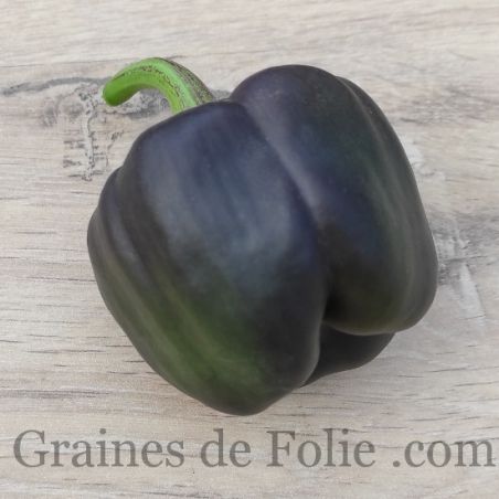 BIO Poivron PURPLE BELL GRAINES de FOLIE semences anciennes