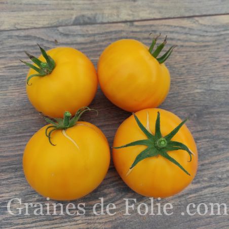 BIO TOMATE JAUNE DU CANADA graines semences anciennes certifiées AB