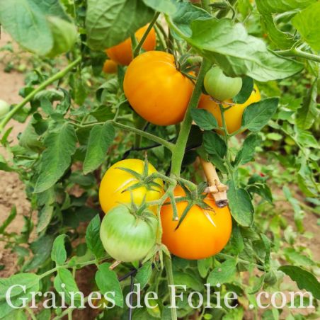 BIO TOMATE JAUNE DU CANADA GRAINES de FOLIE 