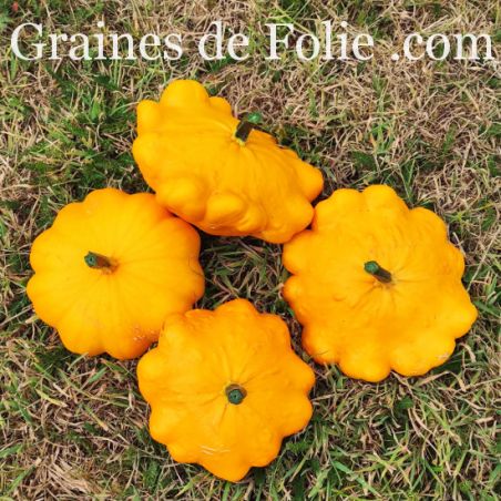 PATISSON ORANGE GRAINES de FOLIE semences anciennes