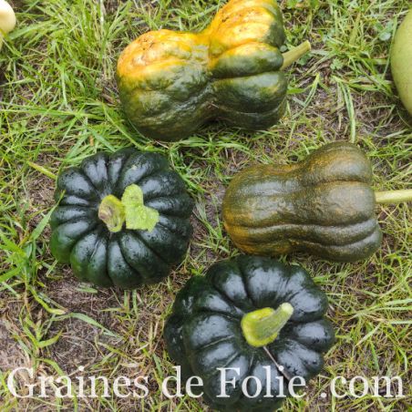 Courge Shishigatani GRAINES de FOLIE semences anciennes