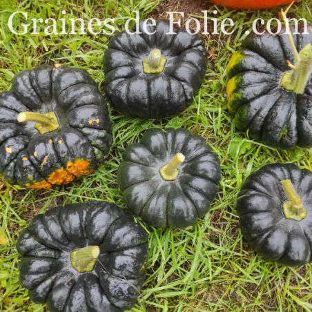 Courge yokohama GRAINES de FOLIE semences anciennes
