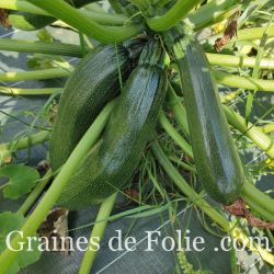 Courgette Verte des Maraîchers graines semences anciennes