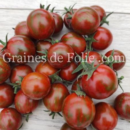 Bio Tomate BLACK ZEBRA COCKTAIL graines de folie semences anciennes