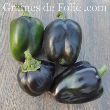 BIO Poivron PURPLE BELL graines potagères
