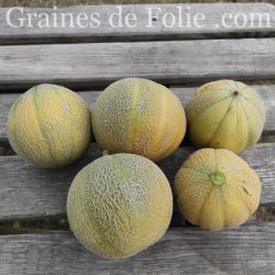 melon MINESOTA MIDGET variété précoce