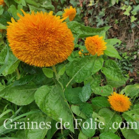 Tournesol TEDDY BEAR semences de fleurs