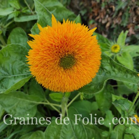 Tournesol TEDDY BEAR Graines de Folie .com