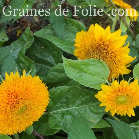 Tournesol TEDDY BEAR variété naine