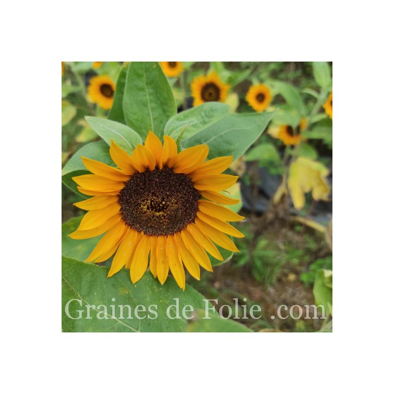 La Pousse Verte - Fleurs séchées comestibles - Cosmos et tournesol