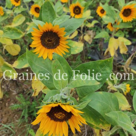 Tournesol Taiyo idéal fleurs à couper