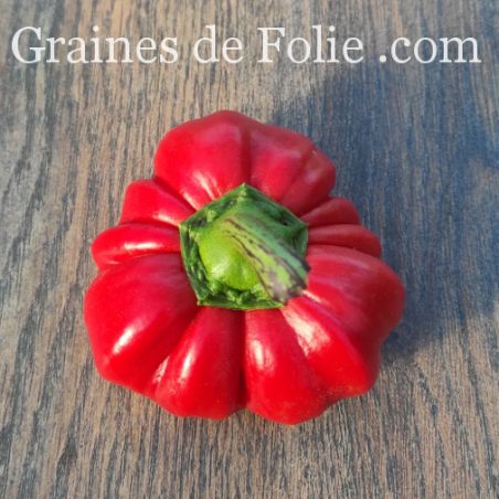Poivron tomate SZUSZANNA variété rare