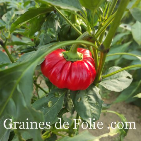 Poivron tomate SZUSZANNA variété ancienne