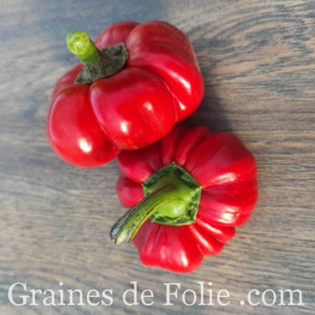 Poivron tomate SZUSZANNA original
