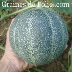 Melon PETIT GRIS de RENNES permaculture