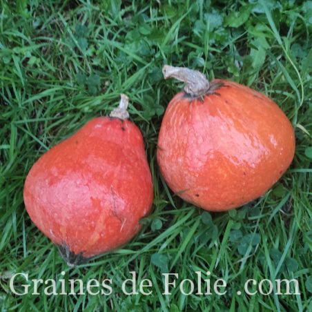 Courge LAKOTA origine amérindienne