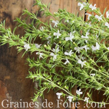  Bio SARRIETTE ANNUELLE