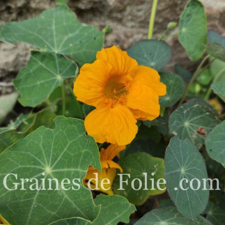  CAPUCINE TIP TOP GOLD