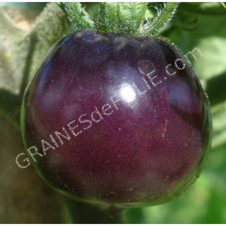 Tomate « INDIGO ROSE »