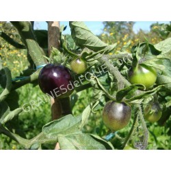 Tomate « INDIGO ROSE »