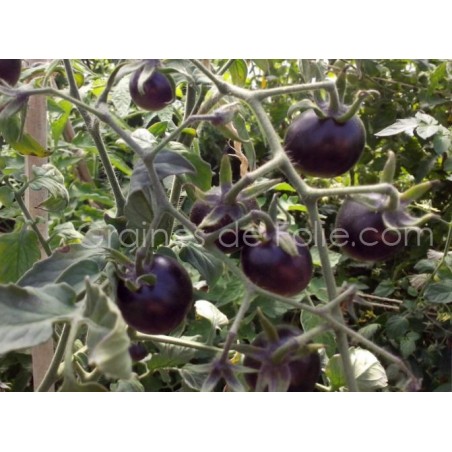 Tomate cocktail INDIGO ROSE
