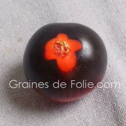 Tomate INDIGO ROSE