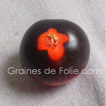 Tomate INDIGO ROSE