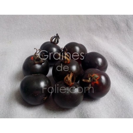 Tomate INDIGO ROSE