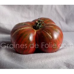Tomate CHOCOLATE STRIPES