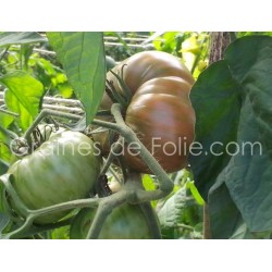 Tomate CHOCOLATE STRIPES