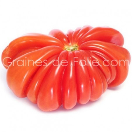 Tomate PINK ZAPOTEC