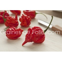 Piment TRINIDAD SCORPION Graines