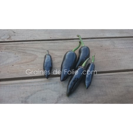 Piment SERRANO VIOLET Graines