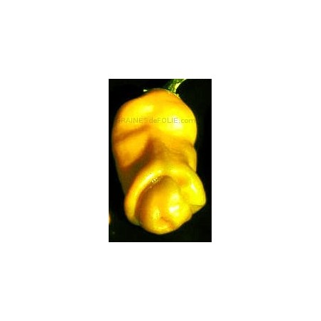 Piment Pénis jaune