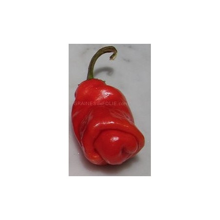 Piment Pénis rouge